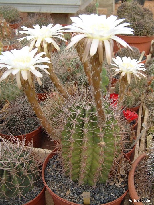 Echinopsis leucantha shaferi ©JLcoll.1438